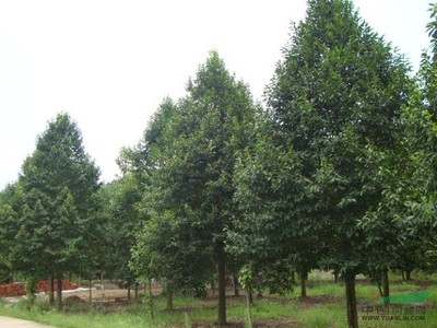 河南苗木花木園林苗圃場的發(fā)展與前景