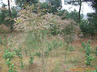 綠化苗木 美化環(huán)境與生態(tài)建設(shè)的重要基石