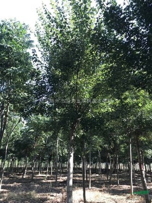 湖北隨州市國大五角楓苗木基地 優(yōu)質(zhì)苗木的培育與價值