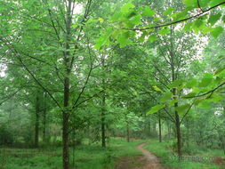 花木社區(qū)苗木論壇 產(chǎn)業(yè)脈搏與經(jīng)驗薈萃的第二頁面