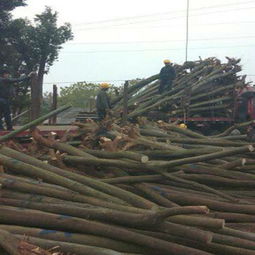 春日植樹正當(dāng)時 選購優(yōu)質(zhì)苗木的五大關(guān)鍵注意事項