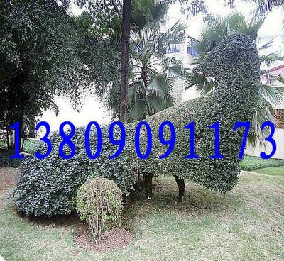 基地直銷優良品種香樟 品質、價格與選擇的全面指南