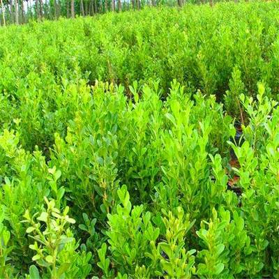 庭院綠化的優秀選擇 瓜子黃楊，四季常青的耐寒綠籬植物