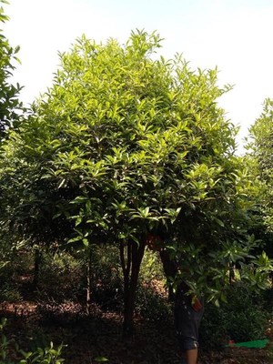 咸寧萬(wàn)桂桂花苗木種植專(zhuān)業(yè)合作社 深耕苗木產(chǎn)業(yè)，打造桂花之鄉(xiāng)