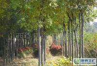 園林綠化新選擇 5-6公分國槐產地價探析與市場展望